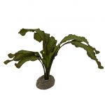 Akvarijná rastlina Echinodorus green 5cm