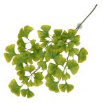Terarijná rastlina Ginko green