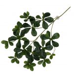 Terarijná rastlina Aralia green