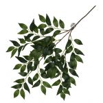 Terarijná rastlina Banyan green
