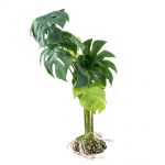 Terarijná rastlina Monstera S 28cm