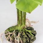 Terarijná rastlina Monstera S 28cm