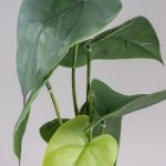 Terarijná rastlina Monstera L 45cm