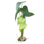 Terarijná rastlina Monstera L 45cm