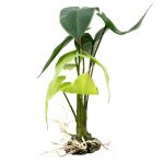 Terarijná rastlina Alocasia S 28cm