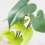 Terarijná rastlina Alocasia S 28cm