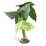 Terarijná rastlina Alocasia M 35cm