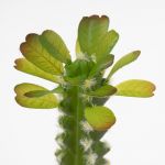 Terárijná dekorácia Cactus columnar 3