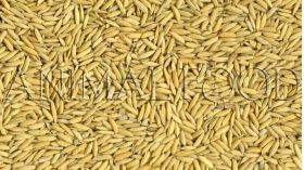 Paddy ryža 2kg