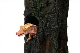 Terarijná dekorácia Gecko tree