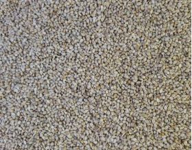 Proso japonské 2,5kg