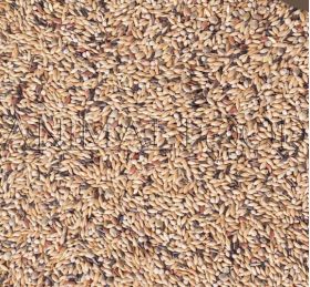 Deli Nature 54 - Canary Breeding With White Perilla 4kg