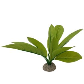 Akvarijná rastlina Echinodorus green 24cm