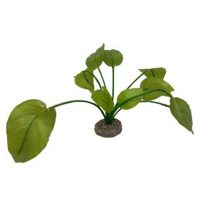 Akvarijná rastlina Anubias green 17cm