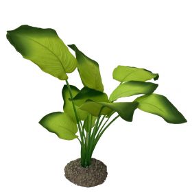 Akvarijná rastlina Anubias green 20cm