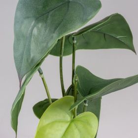 Terarijná rastlina Monstera M 35cm
