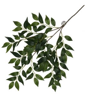 Terarijná rastlina Banyan green