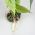 Terarijná rastlina Alocasia S 28cm